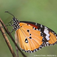 Danaus chrysippus Linnaeus, 1758